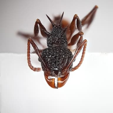 Acanthomyrmex ferox photo 1