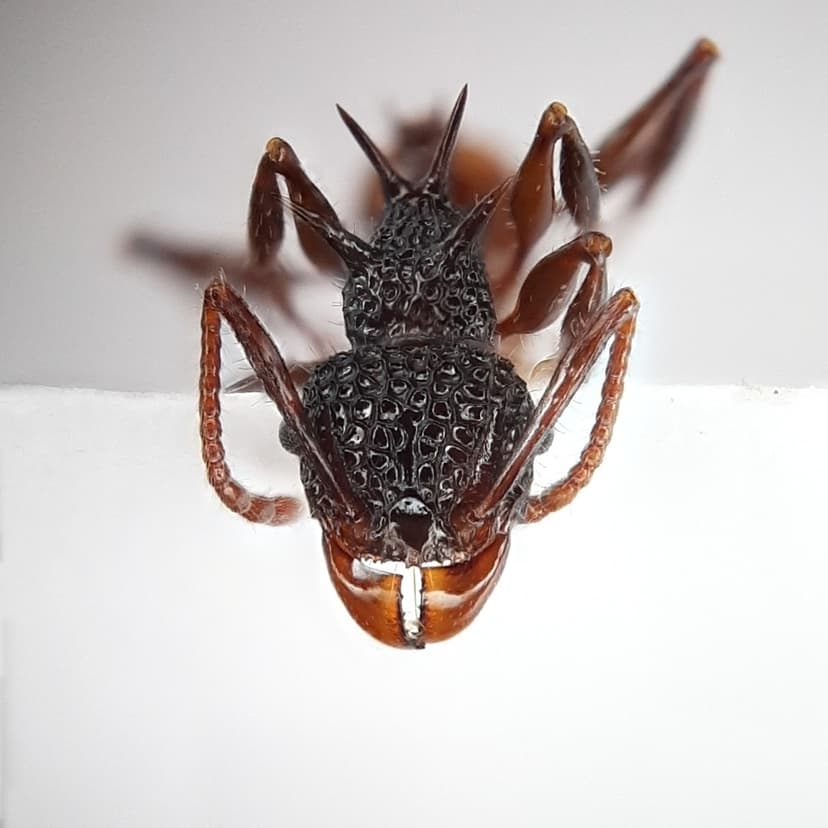 Acanthomyrmex ferox photo 1