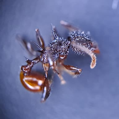 Acanthomyrmex ferox photo 2