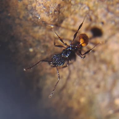 Acanthomyrmex ferox photo 3
