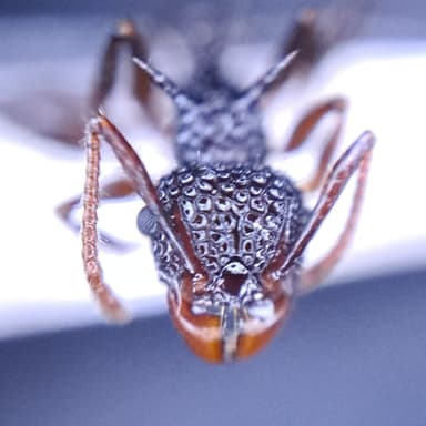 Acanthomyrmex ferox photo 4