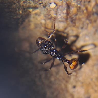Acanthomyrmex ferox photo 5