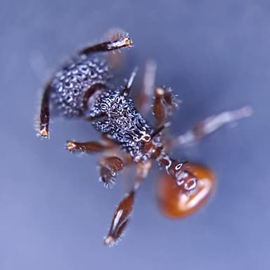 Acanthomyrmex ferox photo 6