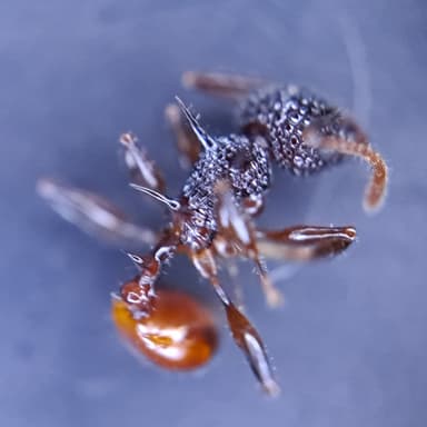 Acanthomyrmex ferox photo 7