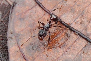 Acanthomyrmex ferox photo 10