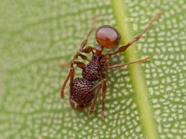 Acanthomyrmex ferox photo 12