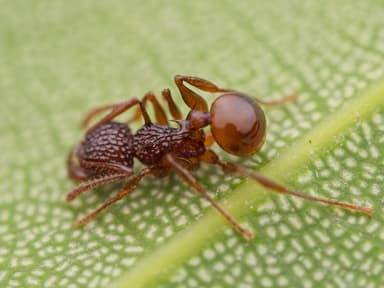 Acanthomyrmex ferox photo 13
