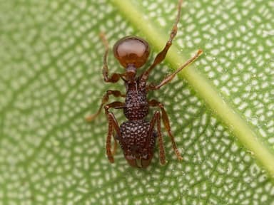 Acanthomyrmex ferox photo 14