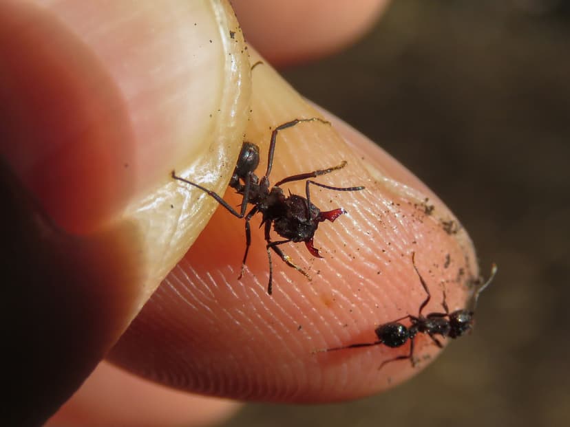 Acromyrmex ambiguus photo 1