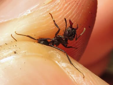 Acromyrmex ambiguus photo 2