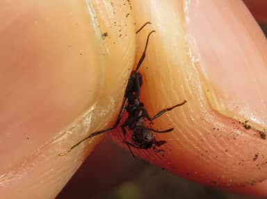 Acromyrmex ambiguus photo 3