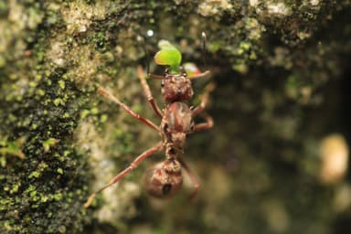 Acromyrmex disciger photo 11