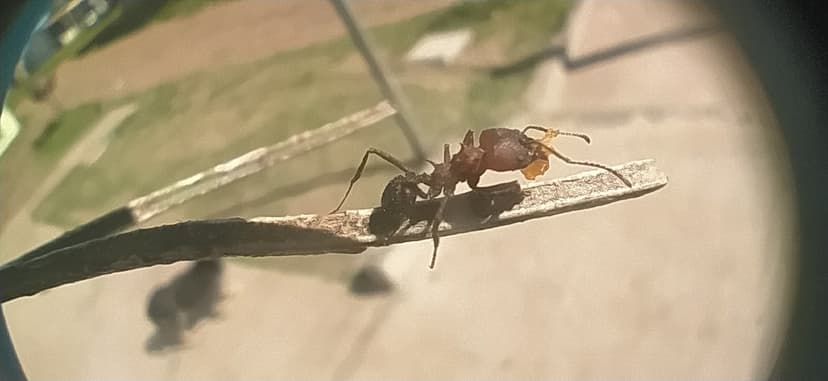 Acromyrmex heyeri photo 1