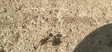 Acromyrmex heyeri photo 3