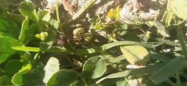 Acromyrmex heyeri photo 4