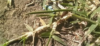 Acromyrmex heyeri photo 6