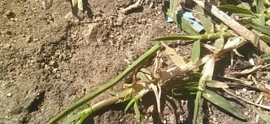 Acromyrmex heyeri photo 7