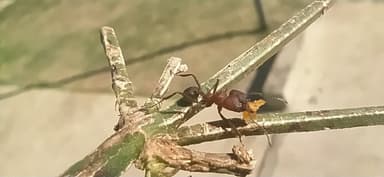 Acromyrmex heyeri photo 8