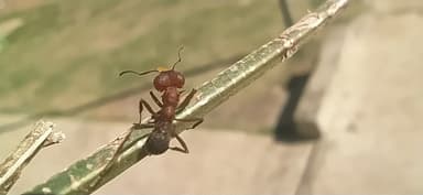 Acromyrmex heyeri photo 9