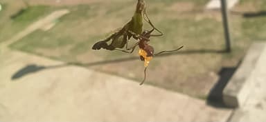 Acromyrmex heyeri photo 10