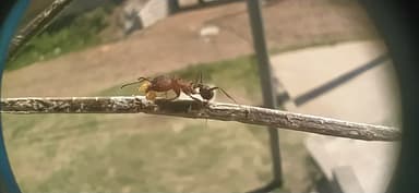Acromyrmex heyeri photo 11