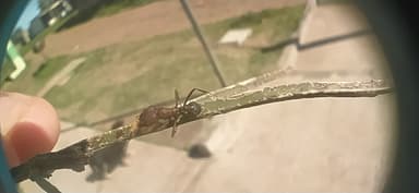 Acromyrmex heyeri photo 12