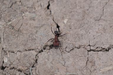 Acromyrmex heyeri photo 13