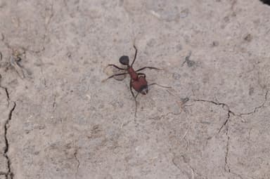 Acromyrmex heyeri photo 14