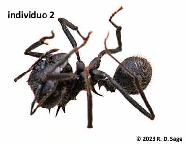 Acromyrmex lobicornis — colony photo 5