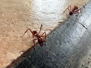 Acromyrmex octospinosus photo 33