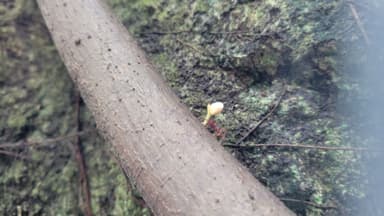 Acromyrmex octospinosus photo 37