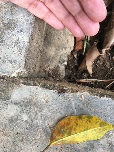 Acromyrmex octospinosus photo 81