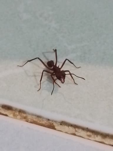 Acromyrmex octospinosus photo 94