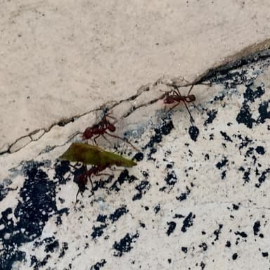 Acromyrmex octospinosus photo 120