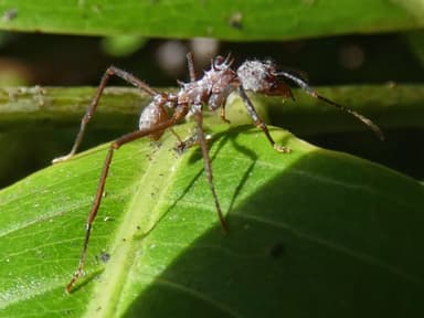 Acromyrmex octospinosus photo 157