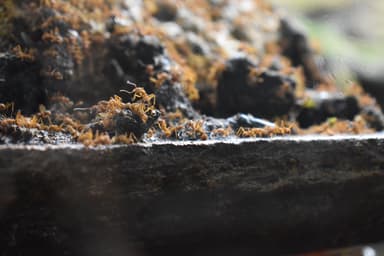 Acromyrmex octospinosus photo 1