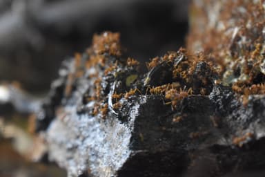 Acromyrmex octospinosus photo 3
