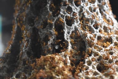 Acromyrmex octospinosus photo 4