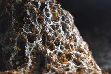 Acromyrmex octospinosus photo 5