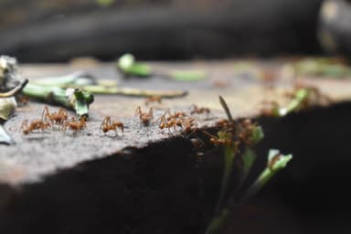 Acromyrmex octospinosus photo 6