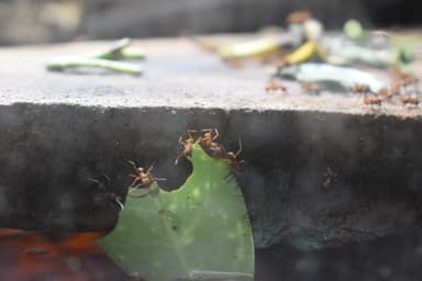 Acromyrmex octospinosus photo 9