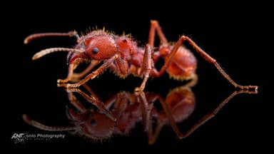 Acromyrmex versicolor photo 1