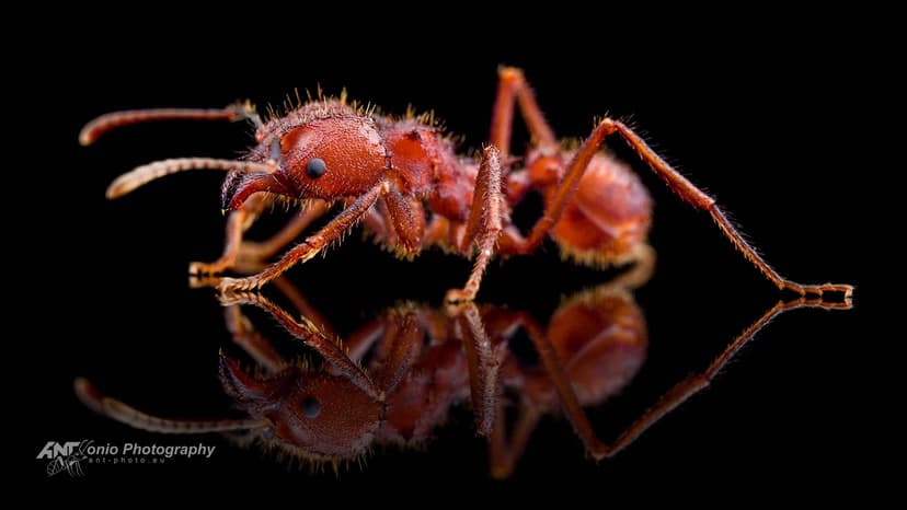 Acromyrmex versicolor photo 1