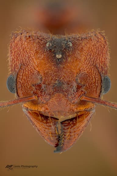 Acromyrmex versicolor photo 2