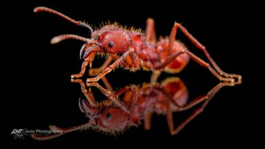 Acromyrmex versicolor — worker photo 3