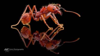 Acromyrmex versicolor — worker photo 4