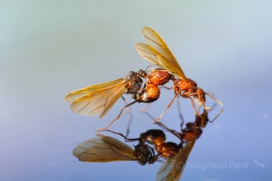 Acromyrmex versicolor photo 27