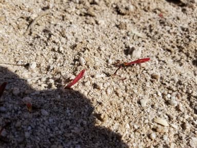 Acromyrmex versicolor photo 42