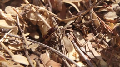 Acromyrmex versicolor photo 59