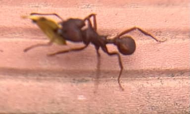 Acromyrmex versicolor photo 83